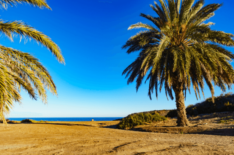 Palmeras y arena dorada en la Playa de Percheles junto al mar azul de Murcia