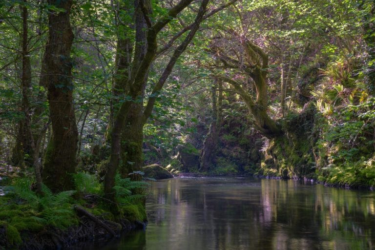 Bosque frondoso junto a un río en la sierra de los Ancares, en Navia de Suarna, con árboles cubiertos de musgo y vegetación densa reflejada en el agua tranquila.