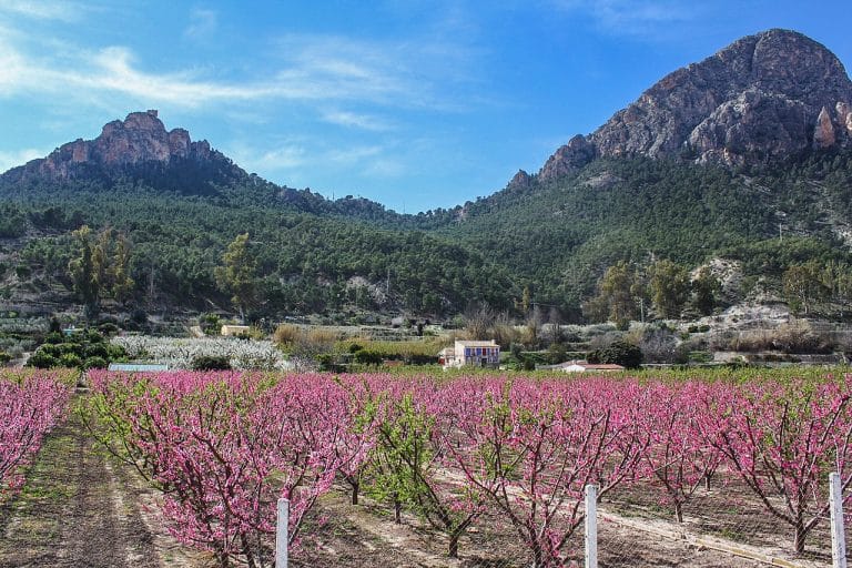 Vista de campos de frutales en flor en Cieza, Murcia, con montañas al fondo.