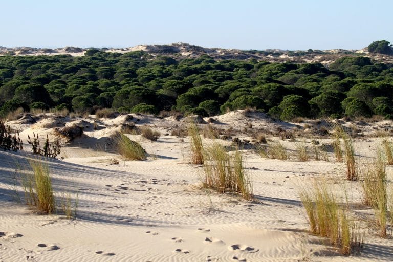 Dunas de arena con vegetación dispersa de matorral y pinos en el parque natural de Doñana, Cádiz, bajo cielo despejado