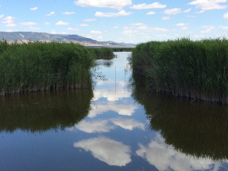 Canal de agua entre juncos en el Parque Nacional de las Tablas de Daimiel