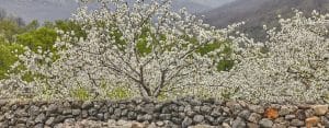 TIERRA DE CEREZOS