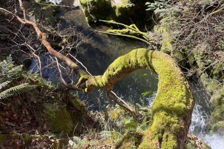 Entorno natural de la cascada del Gorgollón en Pravia, Asturias, con vegetación y troncos cubiertos de musgo sobre el arroyo