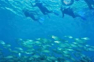 ECO-SNORKEL EN LAS ISLAS MEDAS