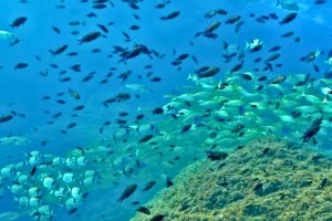 ECO-SNORKEL EN LAS ISLAS MEDAS