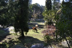 Baños de Bosque