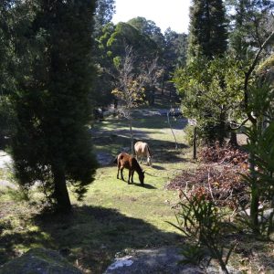 Baños de Bosque