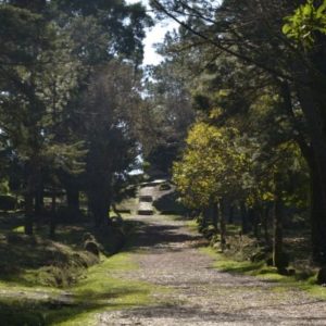Actividades Starlight
