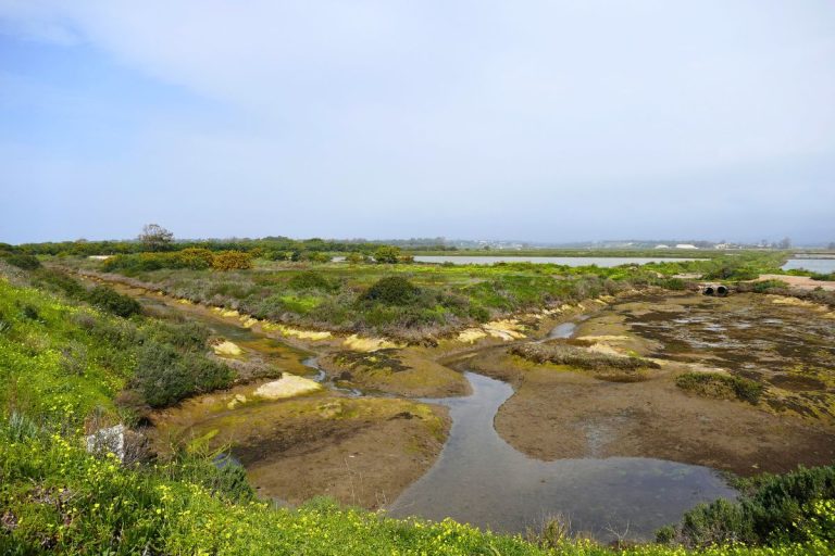 Ria Formosa seen from Ludo Trail 04
